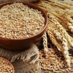 Bowl of barley grains with wheat stalks on a wooden table.