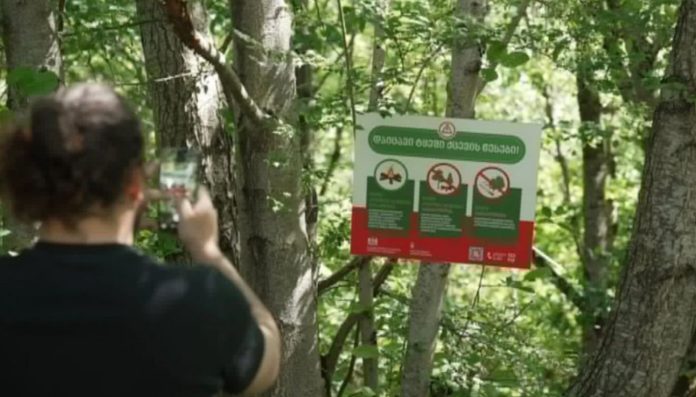 Person in a forest taking a photo of a large sign attached to a tree.