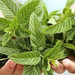 Hands holding a bunch of fresh mint leaves, with bright green, textured leaves showing prominent veins.