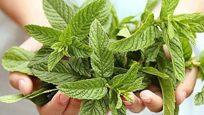 Hands holding a bunch of fresh mint leaves, with bright green, textured leaves showing prominent veins.