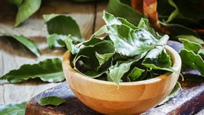 Fresh bay leaves in a wooden bowl resting on a rustic wooden surface.
