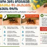 როგორ უნდა მოვიქცეთ ფუტკრის, ბზიკისა და კრაზანის ნაკბენის დროს - ალერგოლოგი ნესტრის ამოსაღებად დანის გამოყენებას არ გვირჩევს.