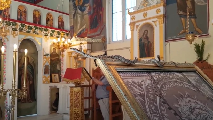 საბერძნეთში გველების სასწაული ყოველწლიურად აღესრულება