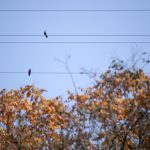 ტეილორ სვიფტის მუსიკალურ ვიდეოში დაკოტა ჯონსონი და კოლინ ფარელი მონაწილეობენ — ნახეთ თიზერი — photo: Mostafameraji