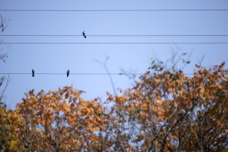 ტეილორ სვიფტის მუსიკალურ ვიდეოში დაკოტა ჯონსონი და კოლინ ფარელი მონაწილეობენ — ნახეთ თიზერი — photo: Mostafameraji