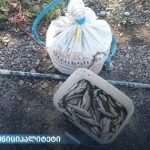 ყვარელში ბრაკონიერი ელექტრო იარაღით თევზჭერისას დააკავეს — photo: primetime.ge