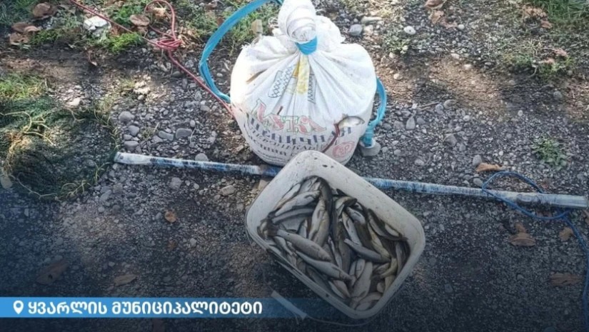 ყვარელში ბრაკონიერი ელექტრო იარაღით თევზჭერისას დააკავეს — photo: primetime.ge