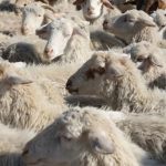 საქართველოს ცხვრის ექსპორტი 80%-ით გაიზარდა — საუდის არაბეთი მთავარ ბაზარად იქცა — photo: bm.ge