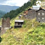 რთველი კახეთში პიკურ ფაზაშია