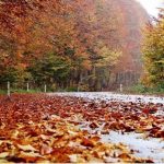 1 ოქტომბრის ამინდის პროგნოზი: საქართველოს უმეტეს ნაწილში წვიმა მოდის — photo: primetime.ge