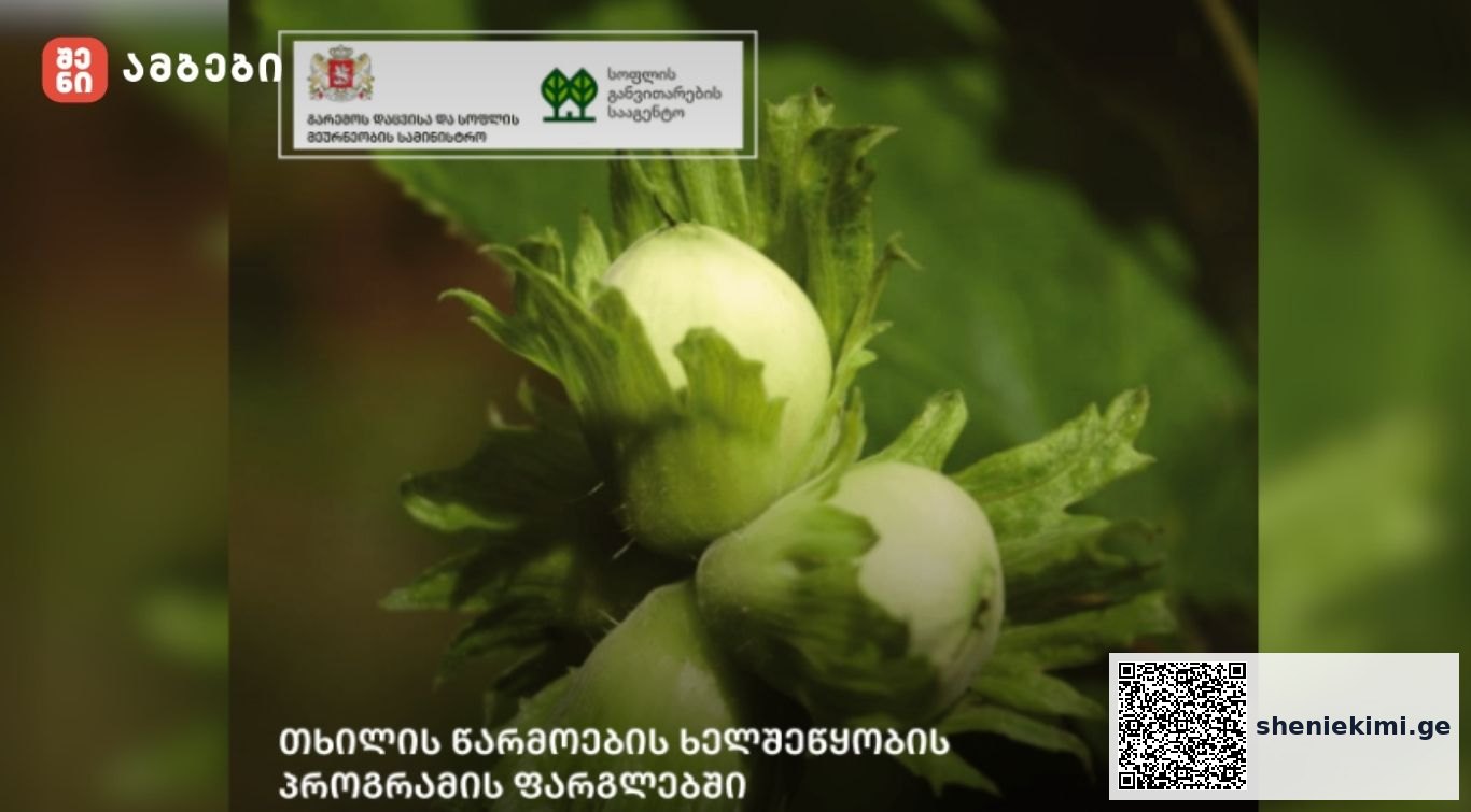 თხილის წარმოების ხელშეწყობის სახელმწიფო პროგრამა