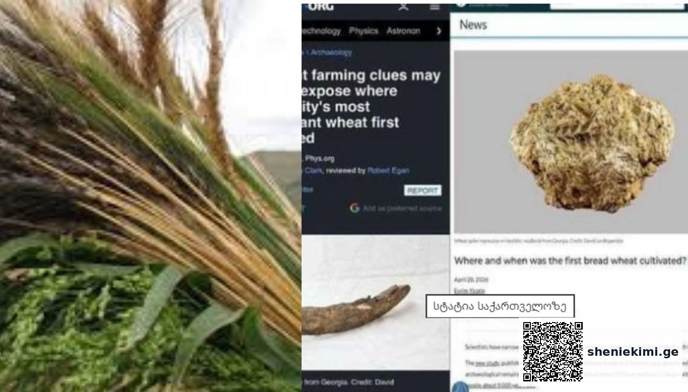 Left: wheat stalks and green plants, center: computer news page, right: image of a bread loaf with a Georgian caption overlay