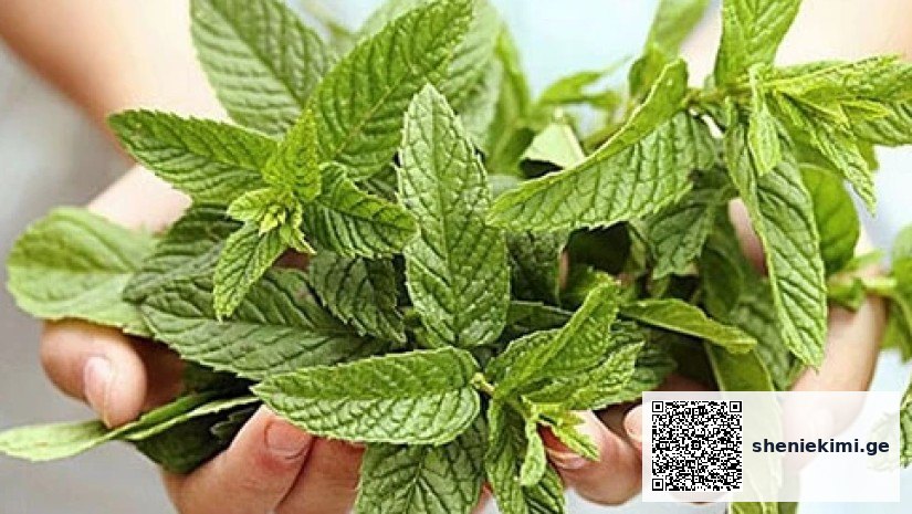 Hands holding a bunch of fresh mint leaves, with bright green, textured leaves showing prominent veins.