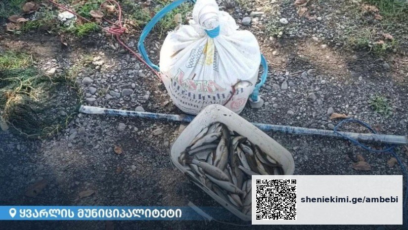 ყვარელში ბრაკონიერი ელექტრო იარაღით თევზჭერისას დააკავეს — photo: primetime.ge