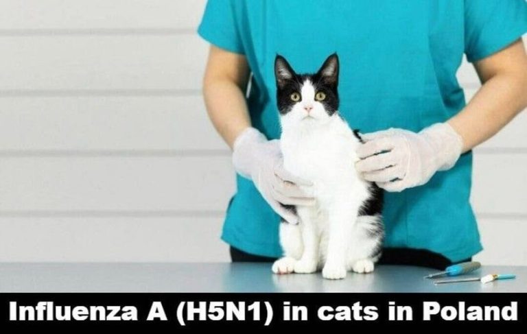 გრიპი A(H5N1) კატებში – ვირუსზე გამოვლენის წყარო ამჟამად უცნობია