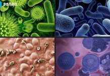 ზღვის პროდუქტებიდან ვირუსი ადამიანებში — ფაქტები, რისკები და რა ნიშნავს ეს საქართველოსთვის ექიმები ასახელებენ დაავადებებს, რომლებიც შეიძლება ზღვიდან „წამოიღოთ“