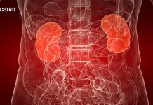 კრეატინი და თირკმელები: მითია თუ რეალური საფრთხე? თირკმლის დაავადებები მომატებული არტერიული წნევის მქონე პაციენტებში