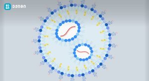 mRNA ტექნოლოგიამ შესაძლოა HIV სამუდამოდ აღმოფხვრას – როგორ მუშაობს ტექნოლოგია? – ხშირად დასმული კითხვები