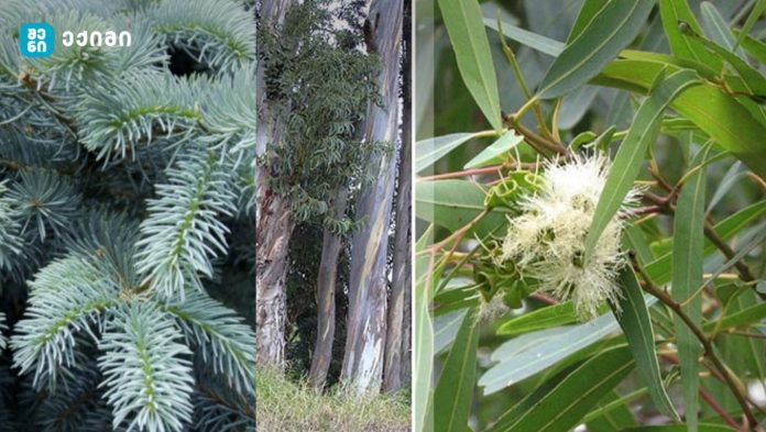 საიდან მოიპოვებენ ეს მცენარეები ამდენ სიმდიდრეს? ნაძვის წიწვები და ევკალიპტის ფოთლები ოქროს შეიცავს - მეცნიერული კვლევა