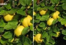 კომშის ფოთლის სამკურნალო ძალა — ბუნებრივი გზა ჯანმრთელობისკენ! კომშის ფოთლის სამკურნალო ძალა — ბუნებრივი გზა ჯანმრთელობისკენ!