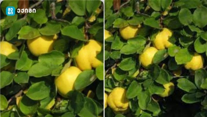 კომშის ფოთლის სამკურნალო ძალა — ბუნებრივი გზა ჯანმრთელობისკენ!