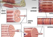 „მოქნილობა არ არის კუნთის სიგრძე — ეს ნერვული სისტემის უნარია. სწორად ჩატარებული გაწელვა უფრო ნევროლოგიური ადაპტაციაა, ვიდრე კუნთის სტრუქტურული „გახანგრძლივება“ „მოქნილობა არ არის კუნთის სიგრძე — ეს ნერვული სისტემის უნარია. სწორად ჩატარებული გაწელვა უფრო ნევროლოგიური ადაპტაციაა, ვიდრე კუნთის სტრუქტურული „გახანგრძლივება“