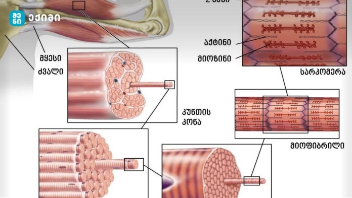 „მოქნილობა არ არის კუნთის სიგრძე — ეს ნერვული სისტემის უნარია. სწორად ჩატარებული გაწელვა უფრო ნევროლოგიური ადაპტაციაა, ვიდრე კუნთის სტრუქტურული „გახანგრძლივება“