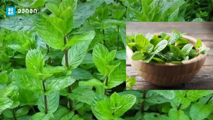 🍵 როგორ გამოვიყენოთ პიტნა სწორად? - პიტნა — ბუნებრივი საშუალება ჯანმრთელობის, სიჯანსაღისა და შვებისთვის – ჯანსაღი ცხოვრებისა და კვების თვალსაზრისით ძალიან მნიშვნელოვანი ადგილი უკავია პიტნას