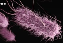 საშარდე გზების ინფექციები დაკავშირებულია სამზარეულოს არასათანადო ჰიგიენასთან — ახალი კვლევა