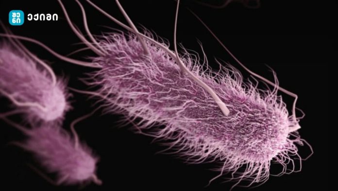 sasharde gzebis infeqciebi samzareulos higiena