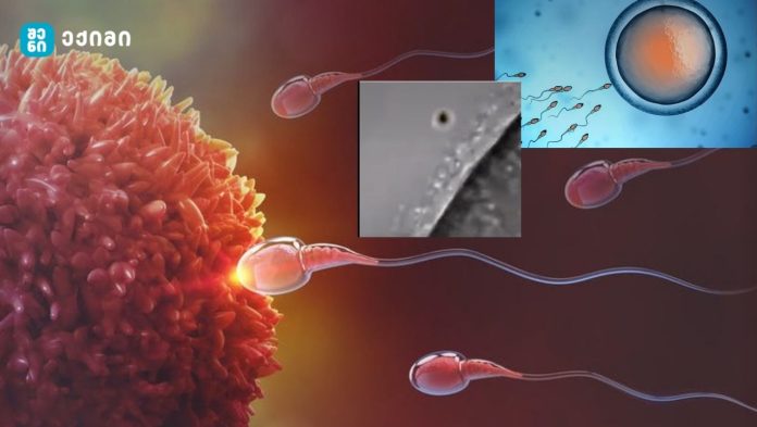 ახალი კვლევები მითს ანგრევს: კვერცხუჯრედი ირჩევს სპერმატოზოიდს — არა პირიქით! როგორც ვიდეოშია ნაჩვენები, ოვულაციის შემდეგ კვერცხუჯრედი იფარება სპეციალური სითხით — ფოლიკულური სითხე