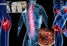 ძვლები მხოლოდ საყრდენი არ არის — ისინი შაქრის მართვაშიც მონაწილეობენ – ეს ცოდნა ცვლის ჩვენს წარმოდგენას მოძრაობაზე, ვარჯიშზე და ჯანმრთელობაზე. ძვლების დამცველი – გაქვს ოსტეოპოროზი? შეაჩერე ახლავე!