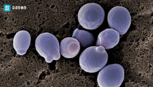 მეცნიერები გვაფრთხილებენ, რომ ერთი საკმაოდ გავრცელებული ინფექცია სწრაფად ხდება პრეპარატებისადმი რეზისტენტული