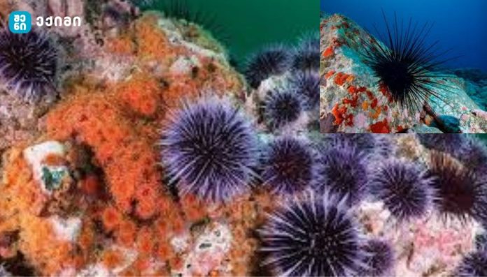 კანარის კუნძულებზე ზღვის ზღარბების პანდემიაა - ახალი კვლევა