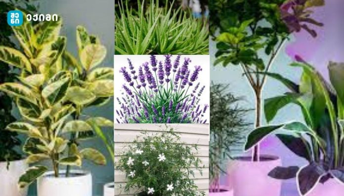 გიჭირთ დაძინება და ეს მუდმივ პრობლემად გექცათ?! ნახეთ სახლის 5 მცენარე, რომელიც კარგი ძილის გარანტია!