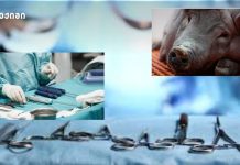 ეს ტექნოლოგია არა მხოლოდ ინდივიდუალური პაციენტების სიცოცხლეს ეხება, არამედ მთელ ჯანდაცვის სისტემას – ადამიანებს გენმოდიფიცირებული ღორის თირკმელებს გადაუნერგავენ: კლინიკური კვლევები დამტკიცდა ეს ტექნოლოგია არა მხოლოდ ინდივიდუალური პაციენტების სიცოცხლეს ეხება, არამედ მთელ ჯანდაცვის სისტემას - ადამიანებს გენმოდიფიცირებული ღორის თირკმელებს გადაუნერგავენ: კლინიკური კვლევები დამტკიცდა