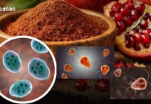 პრეკლინიკური კვლევა: ბროწეულის ქერქის ექსტრაქტი როგორც ანტიპარაზიტული საშუალება პრეკლინიკური კვლევა: ბროწეულის ქერქის ექსტრაქტი როგორც ანტიპარაზიტული საშუალება