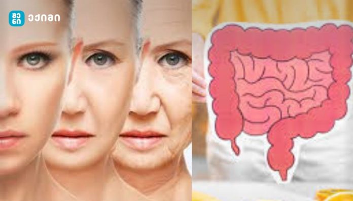 როცა დაბერება მხოლოდ ასაკი აღარ არის — როგორ ცვლის ნაწლავის მიკრობიომი ჩვენს დაბერებას