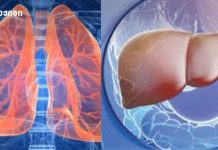 ისინი ერთმანეთზე გადაჯაჭვული „პარტნიორები“ არიან! – ფილტვები და ღვიძლი: ორგანიზმის ორი „გიგანტის“ საიდუმლო ალიანსი ისინი ერთმანეთზე გადაჯაჭვული „პარტნიორები“ არიან! - ფილტვები და ღვიძლი: ორგანიზმის ორი „გიგანტის“ საიდუმლო ალიანსი