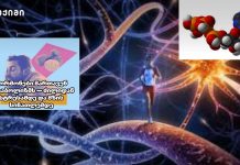 ჰორმონები მართავენ მეტაბოლიზმს — ძილიდან სტრესამდე და მზის სინათლემდე ჰორმონები მართავენ მეტაბოლიზმს — ძილიდან სტრესამდე და მზის სინათლემდე