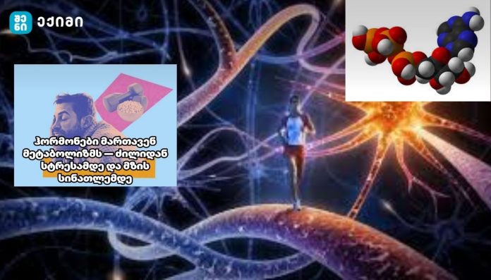 hormonebi martaven metabolizms ჰორმონები მართავენ მეტაბოლიზმს — ძილიდან სტრესამდე და მზის სინათლემდე