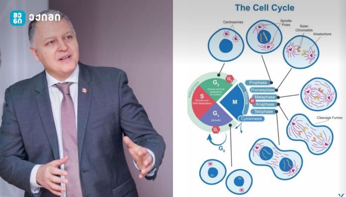 ყველაფერი იწყება ინტერფაზით, რომელიც მოიცავს სამ ეტაპს- უჯრედის ციკლი არის უწყვეტი და მკაცრად ორგანიზებული პროცესი, რომლის საშუალებითაც უჯრედი იზრდება, აორმაგებს საკუთარ დნმ-ს და იყოფა. ეს პროცესი საფუძველია ზრდის, ქსოვილების განახლებისა და სიცოცხლის შენარჩუნების