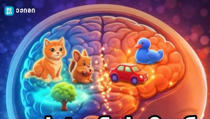 ჩვილის ტვინი სამყაროს დახარისხებას იმაზე ადრე იწყებს, ვიდრე გვეგონა