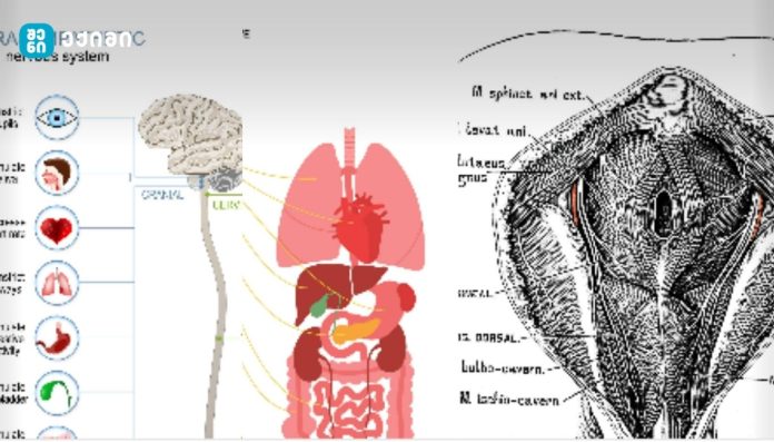 ცთომილი ნერვი და მამაკაცის ჯანმრთელობა — ნერვული რეგულაციის გავლენა ჰორმონულ და რეპროდუქციულ ფუნქციებზე
