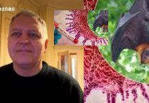 რას ამბობს გიორგი ფხაკაძე – რატომ მიიჩნევა ნიპას ვირუსი განსაკუთრებულ საშიშ ვირუსად? უნდა ვიყოთ თუ არა მშვიდად?