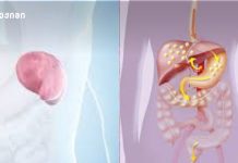 ელენთა — ორგანიზმის ბუნებრივი ფილტრი და იმუნური დაცვის მნიშვნელოვანი ნაწილი, „ჩუმი მცველი“ – ადამიანის ორგანიზმის მნიშვნელოვანი ფილტრი და იმუნური სისტემის კომპონენტი ელენთა — ორგანიზმის ბუნებრივი ფილტრი და იმუნური დაცვის მნიშვნელოვანი ნაწილი, „ჩუმი მცველი“ - ადამიანის ორგანიზმის მნიშვნელოვანი ფილტრი და იმუნური სისტემის კომპონენტი