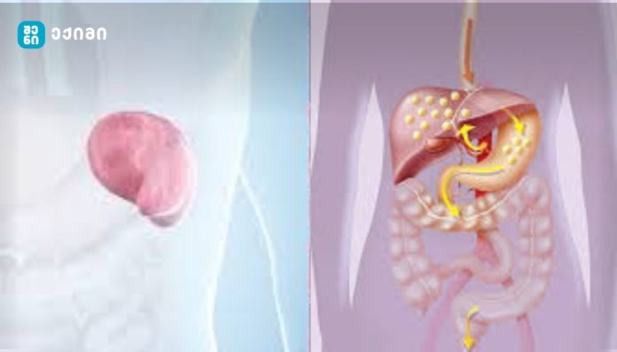 ელენთა — ორგანიზმის ბუნებრივი ფილტრი და იმუნური დაცვის მნიშვნელოვანი ნაწილი, „ჩუმი მცველი“ - ადამიანის ორგანიზმის მნიშვნელოვანი ფილტრი და იმუნური სისტემის კომპონენტი