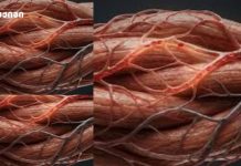 რა როლი აქვს ცთომილ ნერვს? რა როლი აქვს ცთომილ ნერვს?