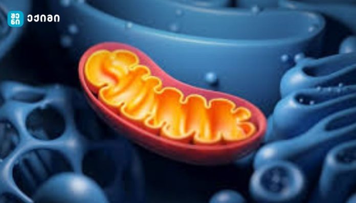 მიტოქონდრიები და სიცოცხლის ხანგრძლივობა — რეალური მეცნიერება „ჰაიპის“ მიღმა