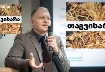 „თაგვისარა“ — ბუნებრივი მკურნალობა თუ საშიში მითები? „თაგვისარა“ — ბუნებრივი მკურნალობა თუ საშიში მითები?